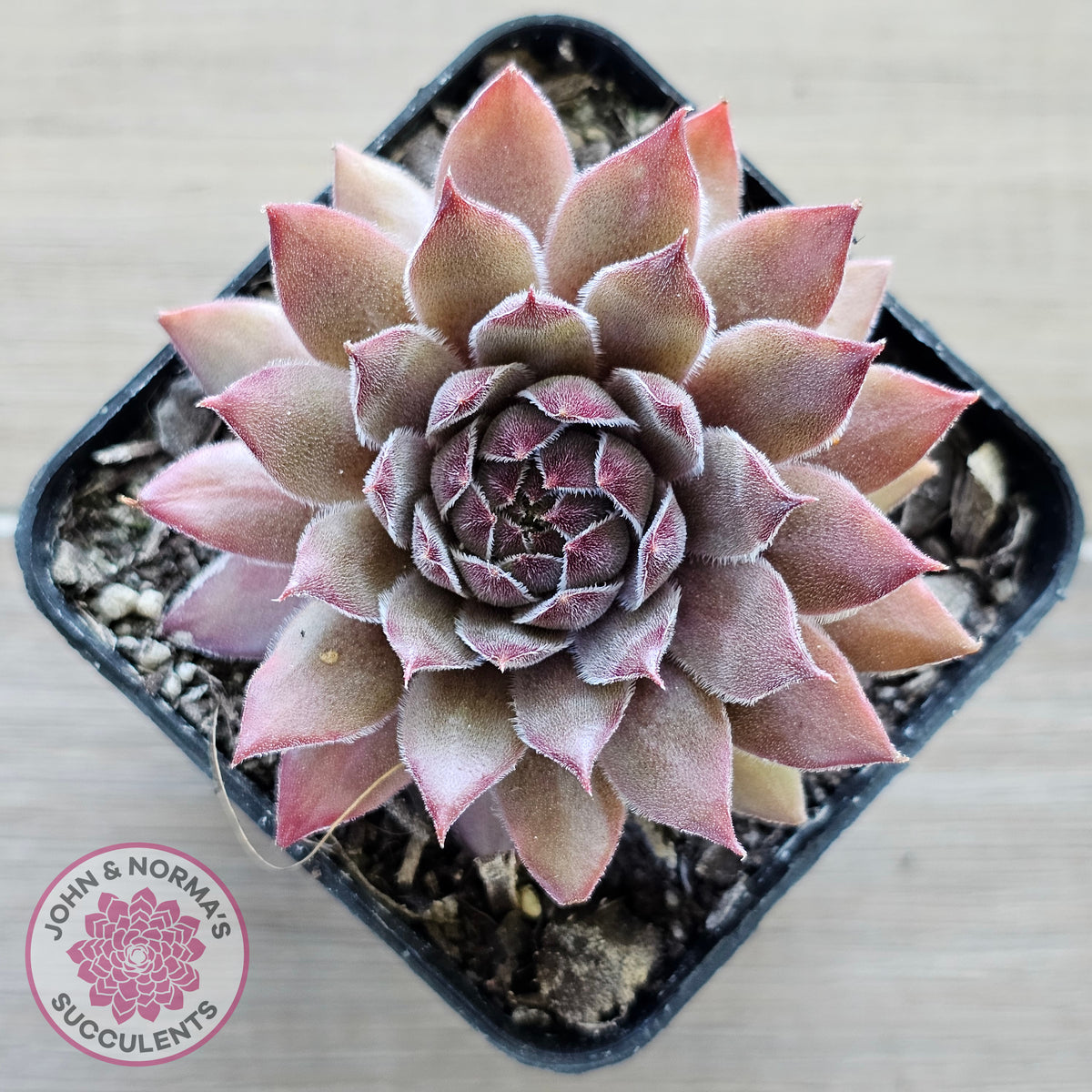 Sempervivum 'Greyolla'
