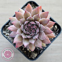Load image into Gallery viewer, Sempervivum 'Greyolla'