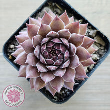 Load image into Gallery viewer, Sempervivum 'Greyolla'
