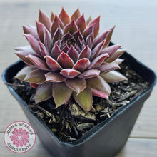 Load image into Gallery viewer, Sempervivum 'Greyolla'
