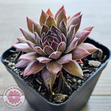 Load image into Gallery viewer, Sempervivum 'Greyolla'