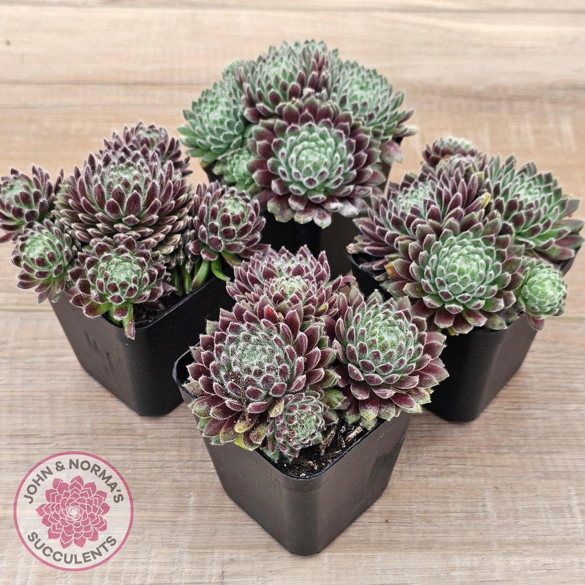 Sempervivum 'Hairy Balls'