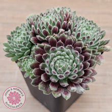 Load image into Gallery viewer, Sempervivum 'Hairy Balls'