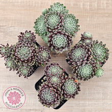 Load image into Gallery viewer, Sempervivum 'Hairy Balls'