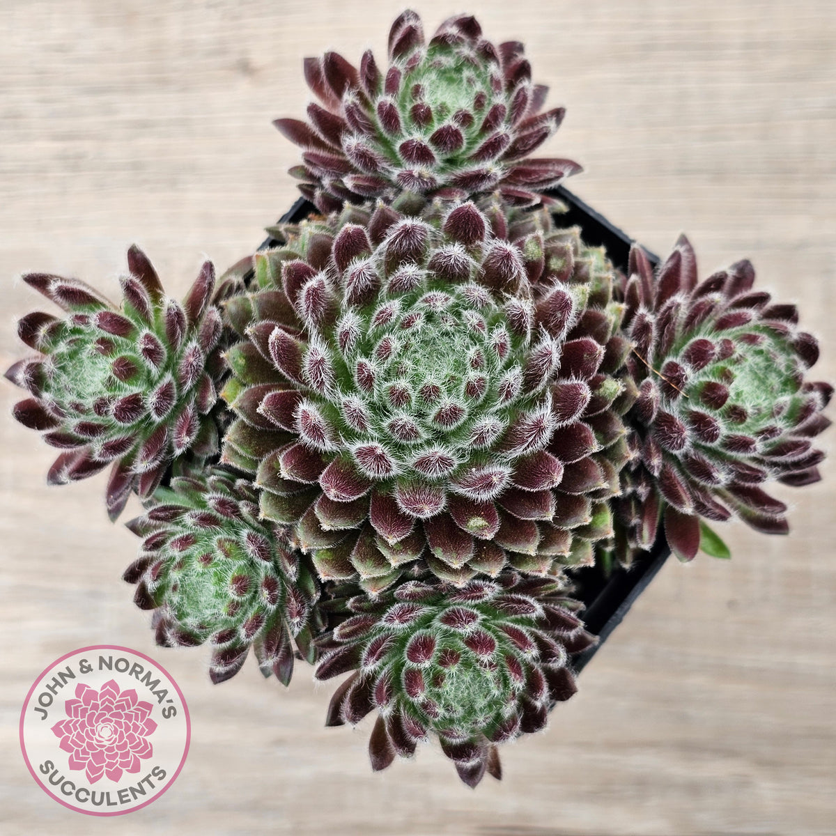 Sempervivum 'Hairy Balls'