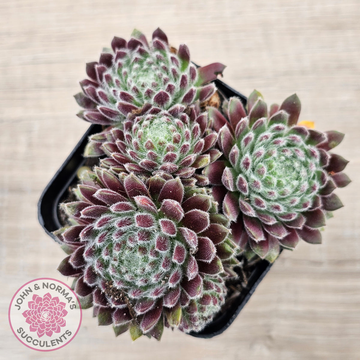 Sempervivum 'Hairy Balls'
