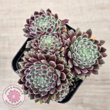 Load image into Gallery viewer, Sempervivum 'Hairy Balls'