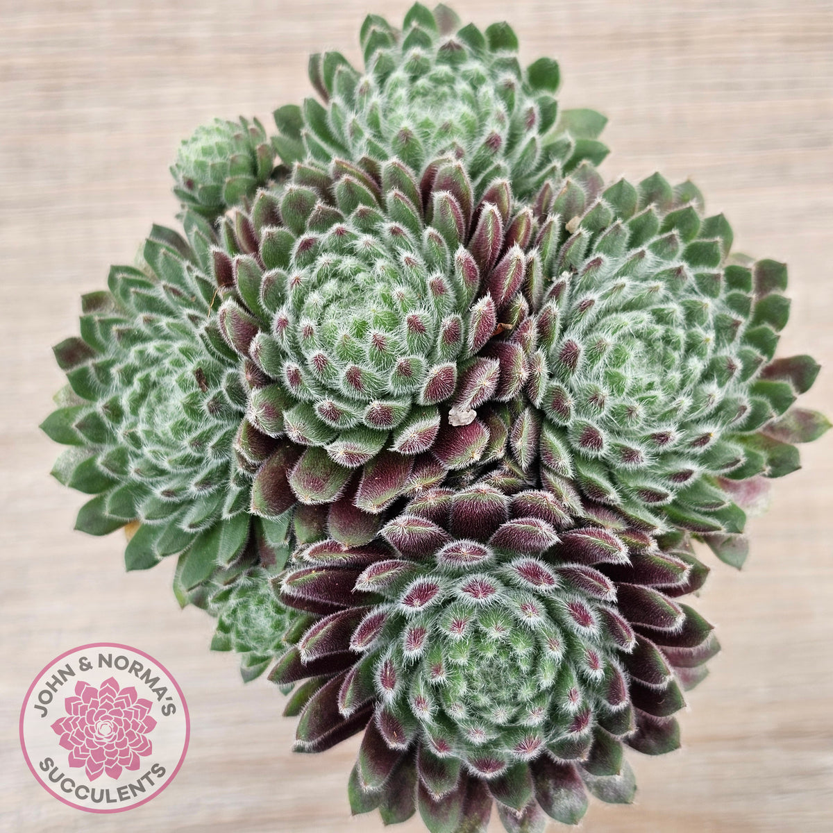 Sempervivum 'Hairy Balls'