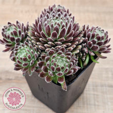 Load image into Gallery viewer, Sempervivum 'Hairy Balls'