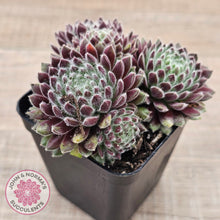 Load image into Gallery viewer, Sempervivum 'Hairy Balls'