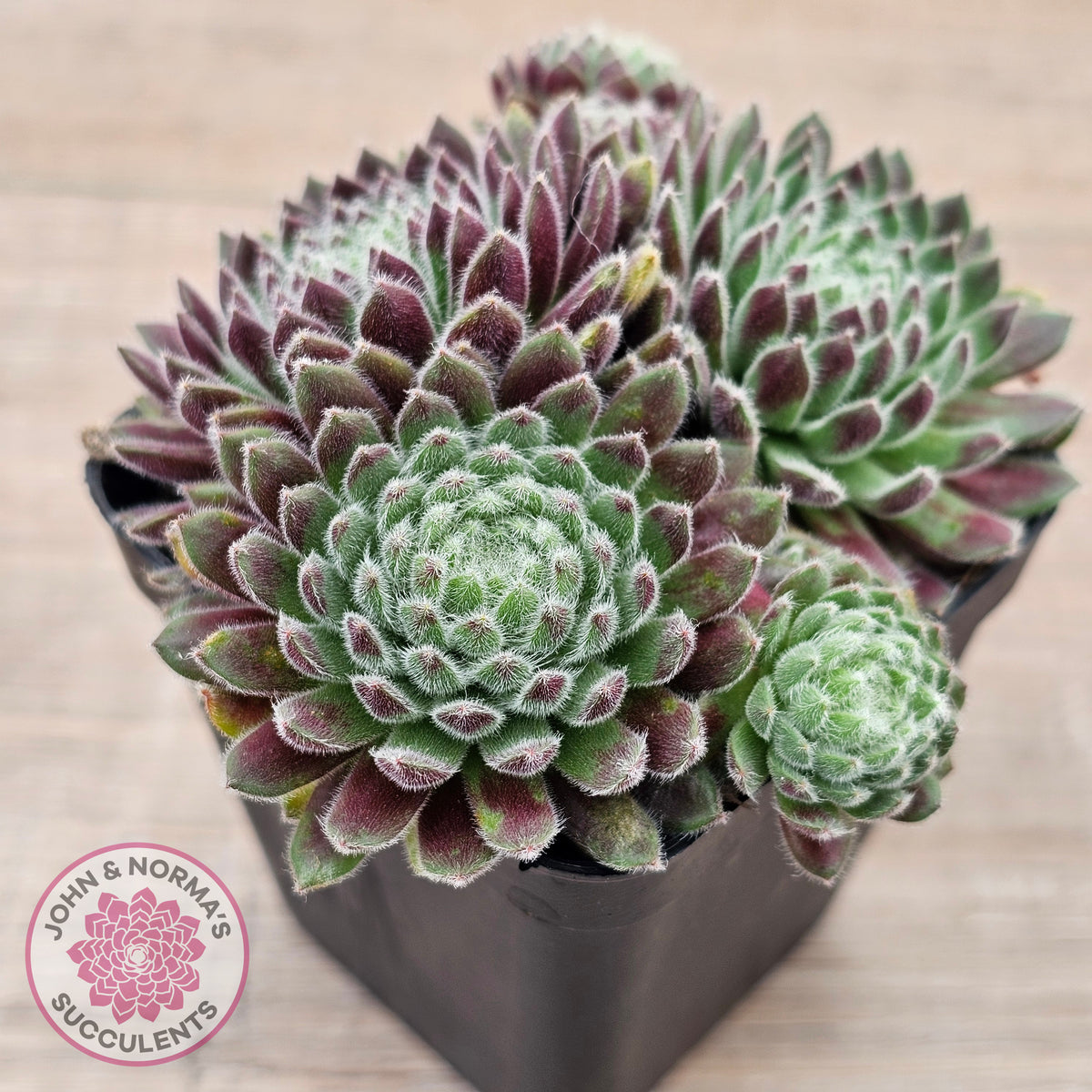 Sempervivum 'Hairy Balls'