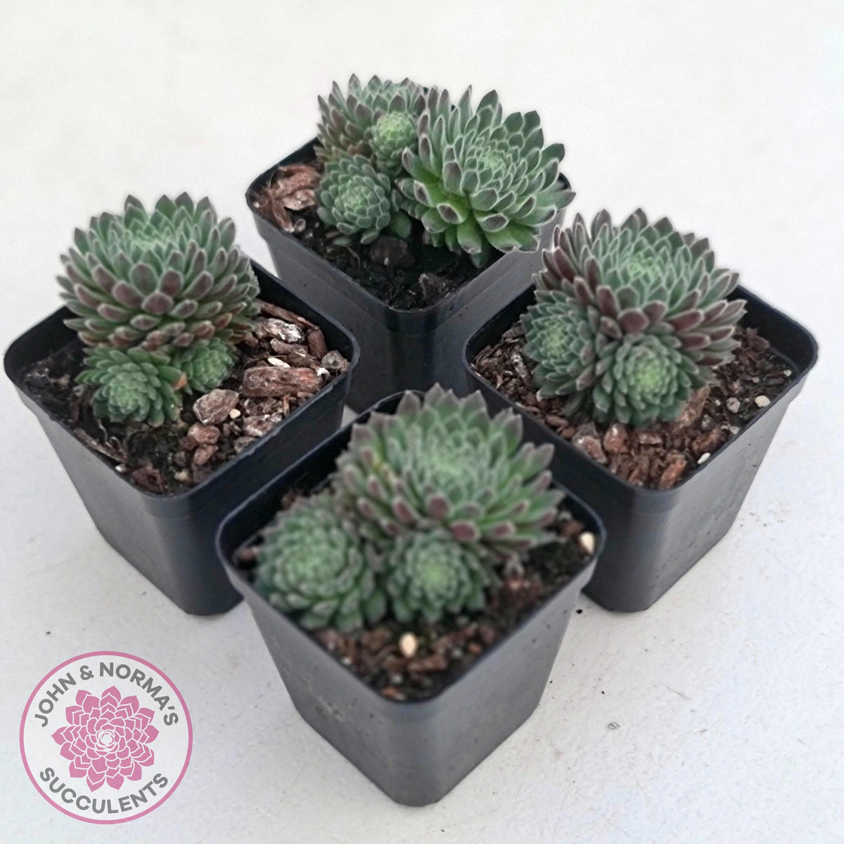 Sempervivum 'Hairy Balls'