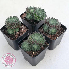 Load image into Gallery viewer, Sempervivum 'Hairy Balls' - John & Norma's Succulents Australia