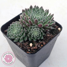 Load image into Gallery viewer, Sempervivum 'Hairy Balls' - John & Norma's Succulents Australia