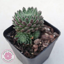 Load image into Gallery viewer, Sempervivum 'Hairy Balls' - John & Norma's Succulents Australia