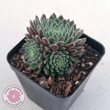 Load image into Gallery viewer, Sempervivum 'Hairy Balls' - John & Norma's Succulents Australia