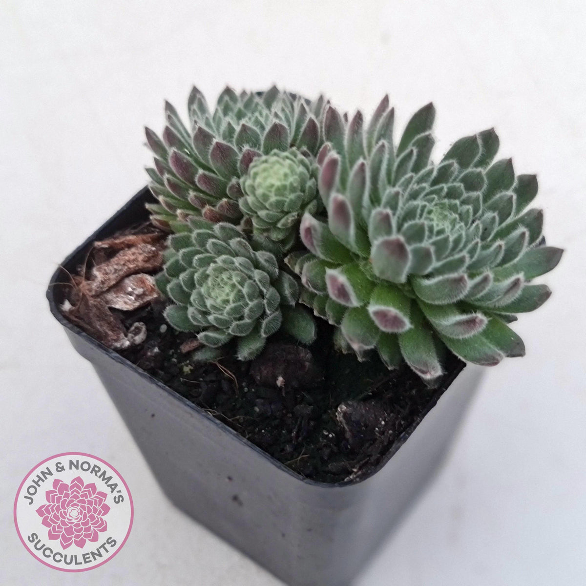 Sempervivum 'Hairy Balls'