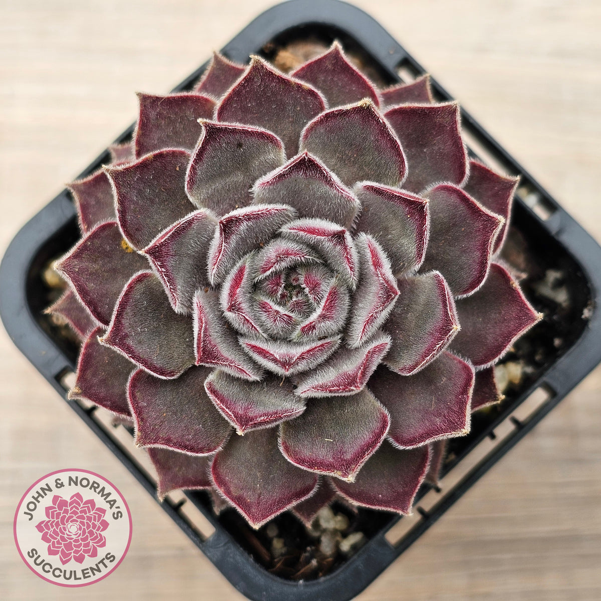 Sempervivum 'Hairy Grey'