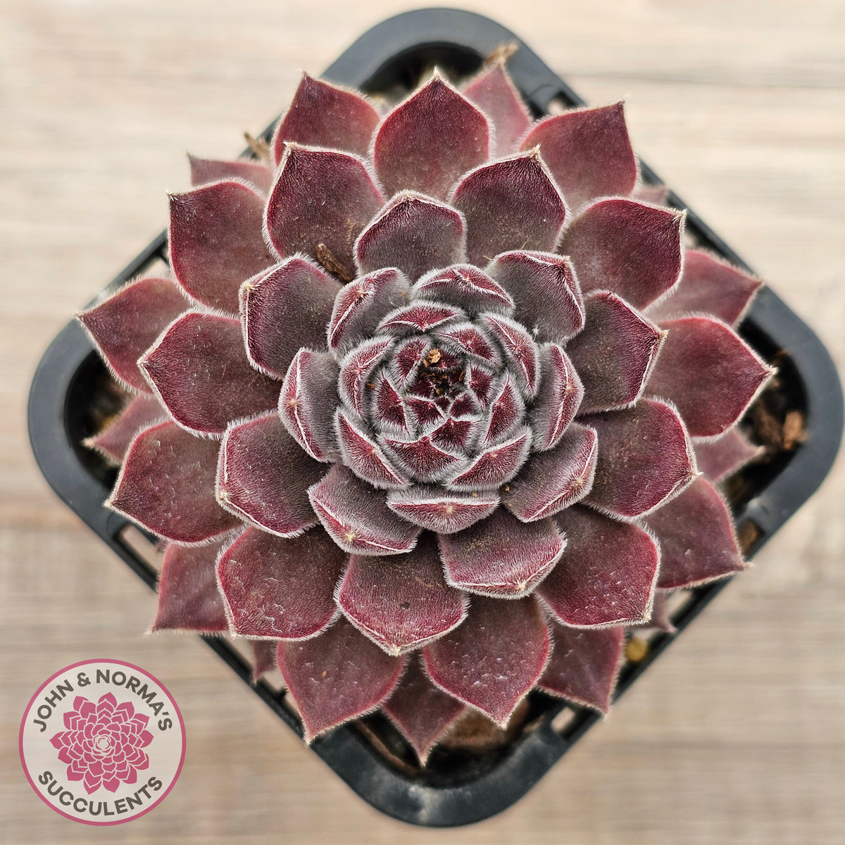 Sempervivum 'Hairy Grey'