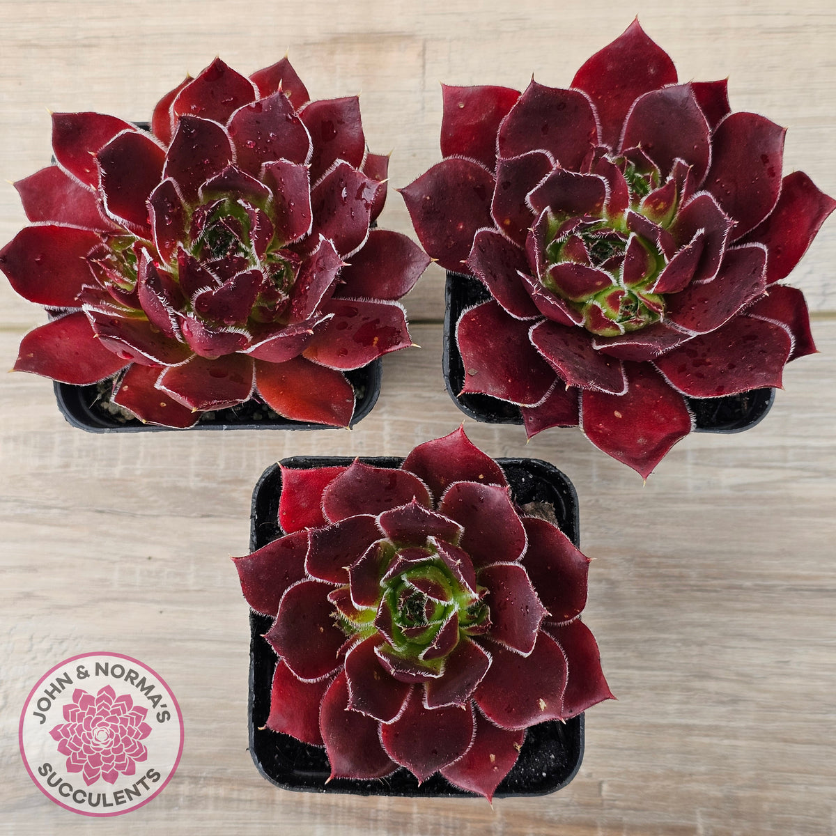 Sempervivum 'Inferno'