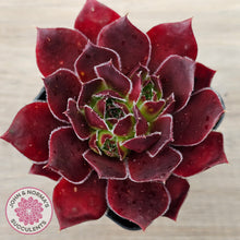 Load image into Gallery viewer, Sempervivum 'Inferno'