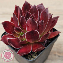 Load image into Gallery viewer, Sempervivum 'Inferno'