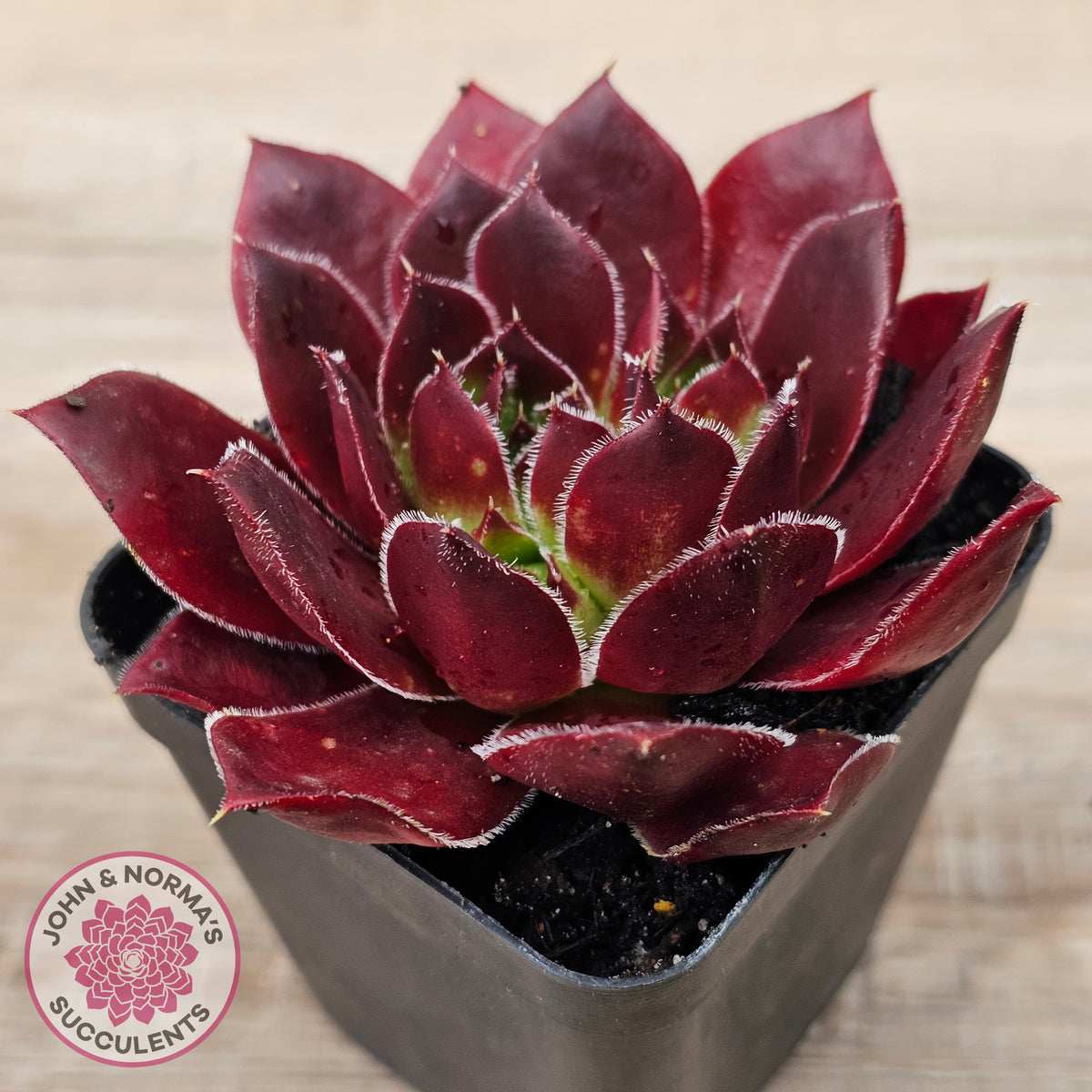 Sempervivum 'Inferno'