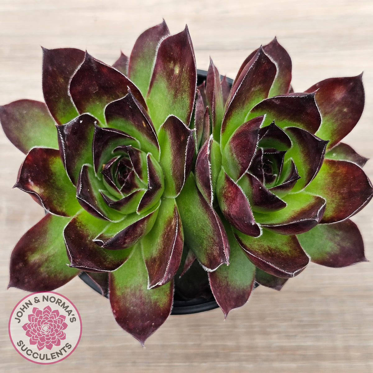 Sempervivum 'Jolly Green Giant'