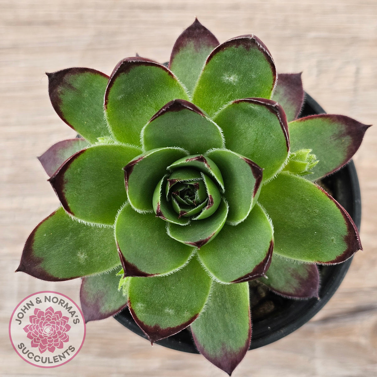 Sempervivum 'Jolly Green Giant'