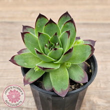 Load image into Gallery viewer, Sempervivum 'Jolly Green Giant'