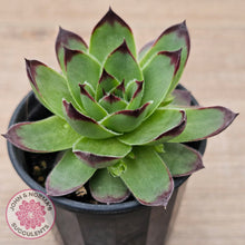 Load image into Gallery viewer, Sempervivum 'Jolly Green Giant'