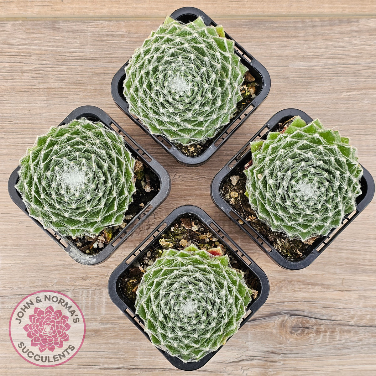 Sempervivum 'Kramer's Spinrad'