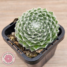 Load image into Gallery viewer, Sempervivum 'Kramer's Spinrad'