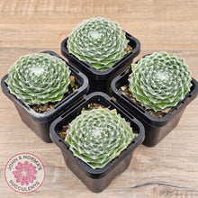 Load image into Gallery viewer, Sempervivum 'Kramer's Spinrad'
