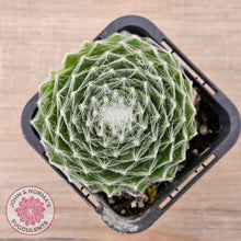 Load image into Gallery viewer, Sempervivum 'Kramer's Spinrad'