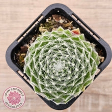 Load image into Gallery viewer, Sempervivum 'Kramer's Spinrad'