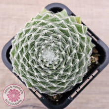Load image into Gallery viewer, Sempervivum 'Kramer's Spinrad'