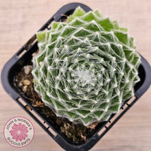 Load image into Gallery viewer, Sempervivum 'Kramer's Spinrad'