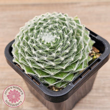 Load image into Gallery viewer, Sempervivum 'Kramer's Spinrad'