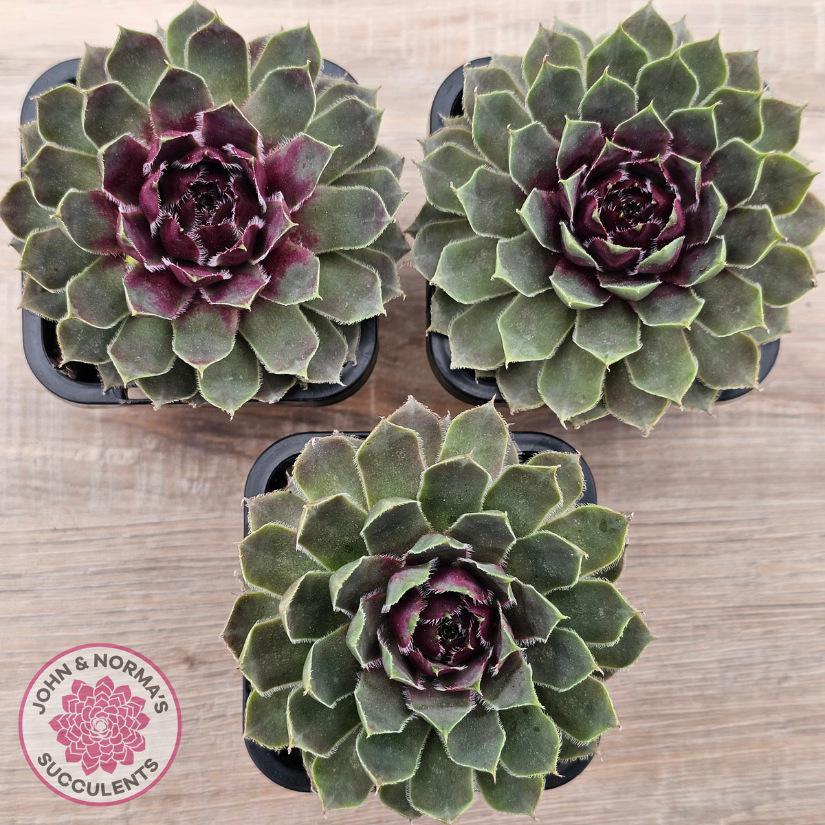 Sempervivum 'Lavender and Old Lace'