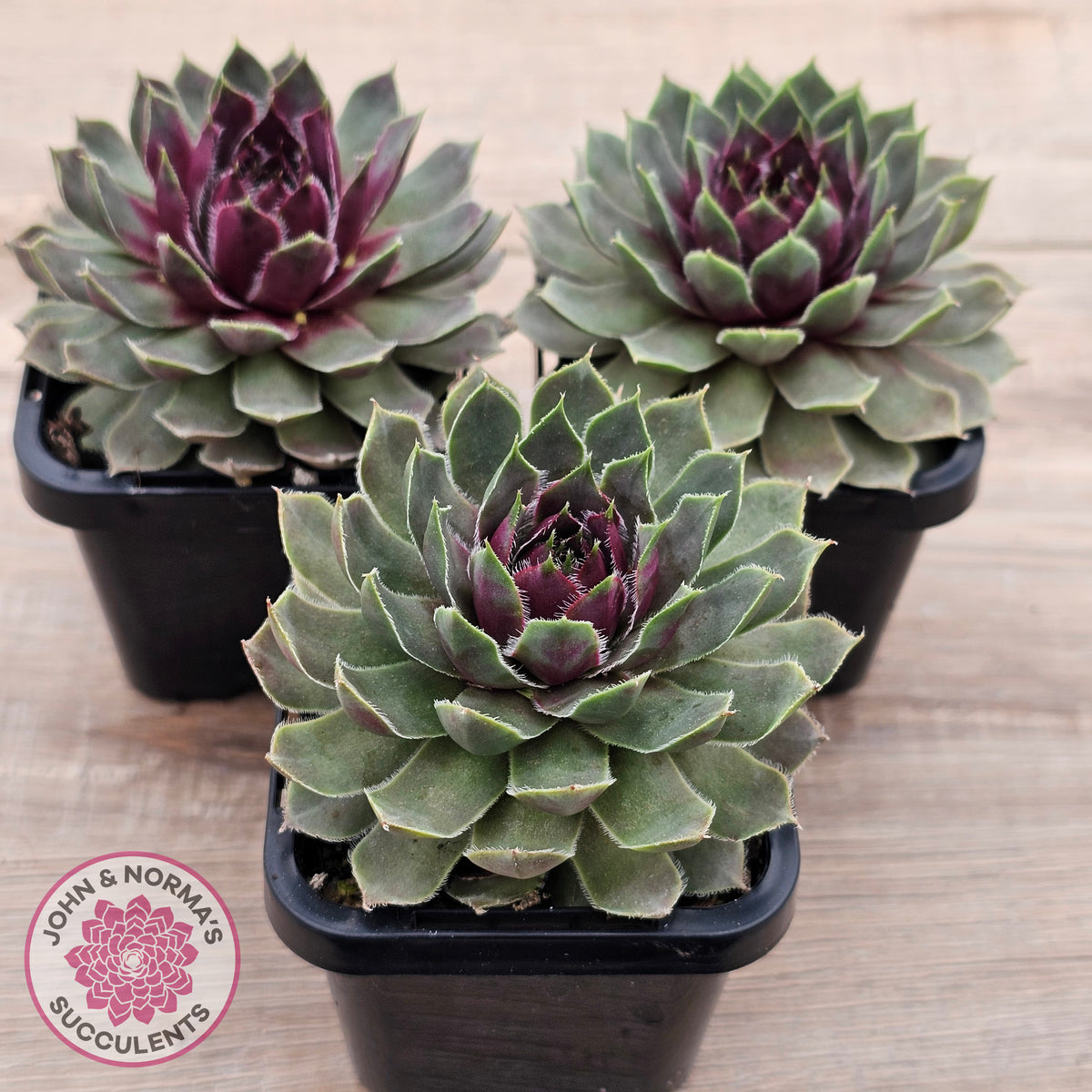 Sempervivum 'Lavender and Old Lace'