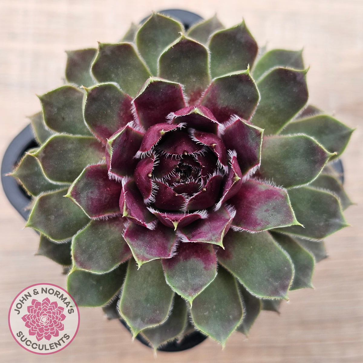 Sempervivum 'Lavender and Old Lace'