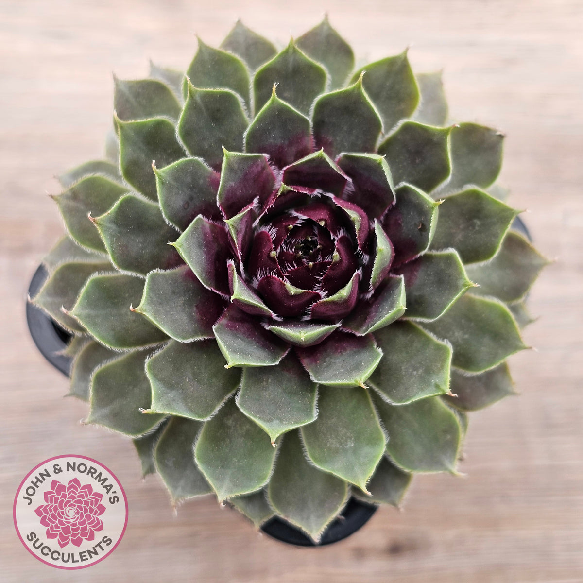 Sempervivum 'Lavender and Old Lace'