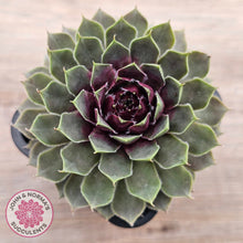 Load image into Gallery viewer, Sempervivum 'Lavender and Old Lace'