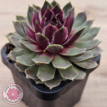 Load image into Gallery viewer, Sempervivum 'Lavender and Old Lace'