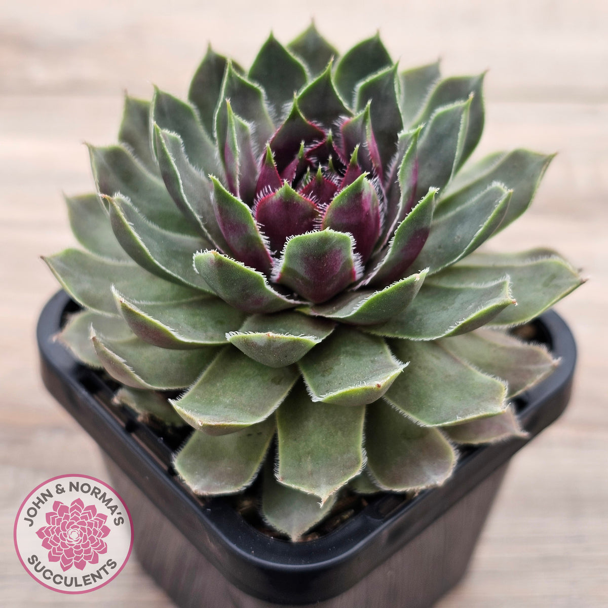 Sempervivum 'Lavender and Old Lace'