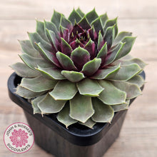 Load image into Gallery viewer, Sempervivum 'Lavender and Old Lace'