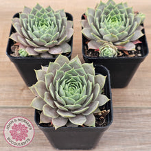 Load image into Gallery viewer, Sempervivum 'Lilac Time'