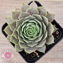 Load image into Gallery viewer, Sempervivum 'Lilac Time'
