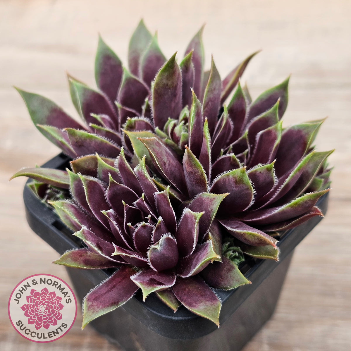 Sempervivum 'Little Darling'
